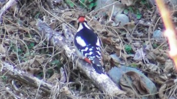 2024年1月30日(火) 長野県上田市 内村ダム付近の野鳥観察記録