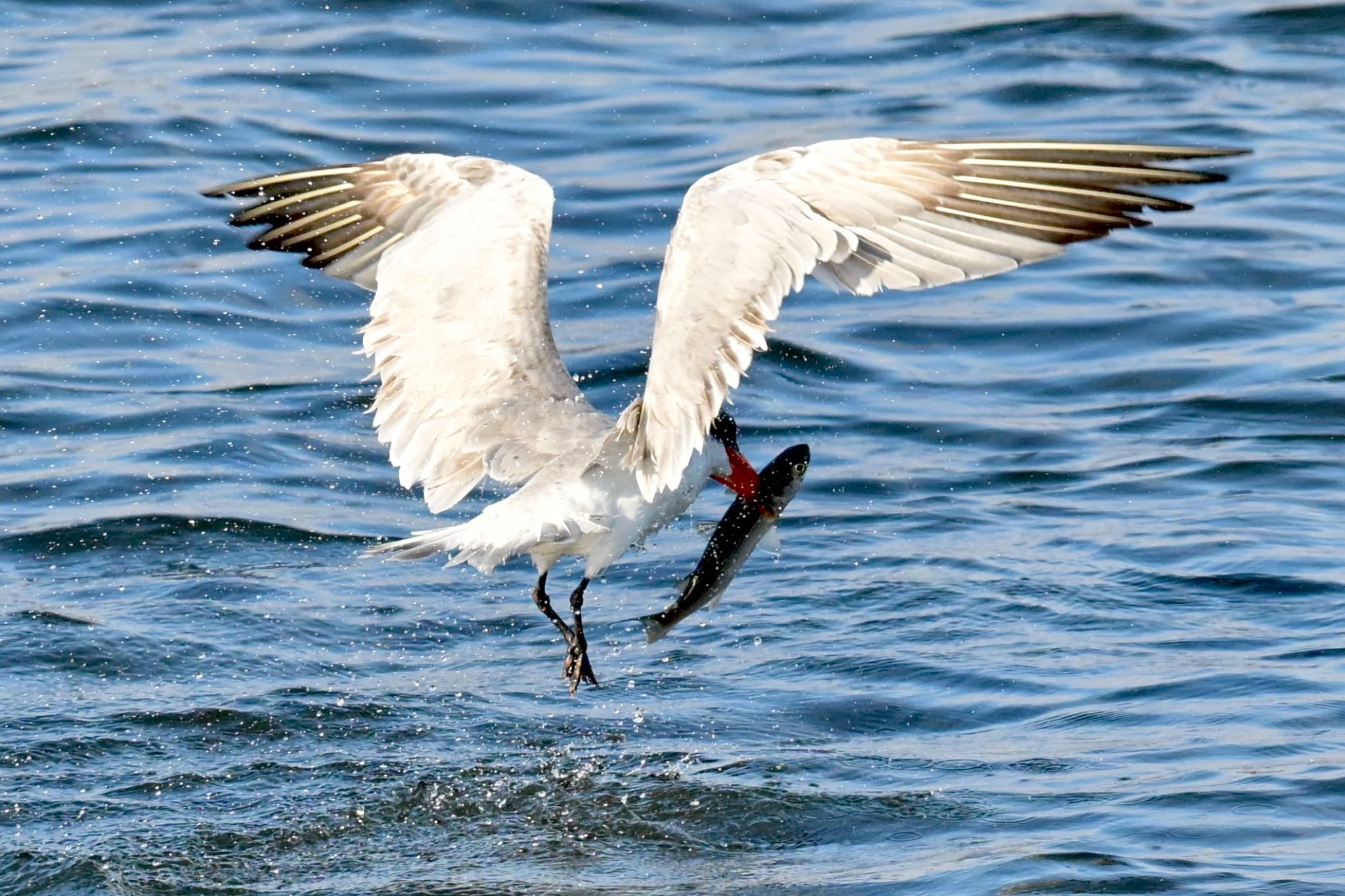 Photo of Caspian Tern at  by 美妃8