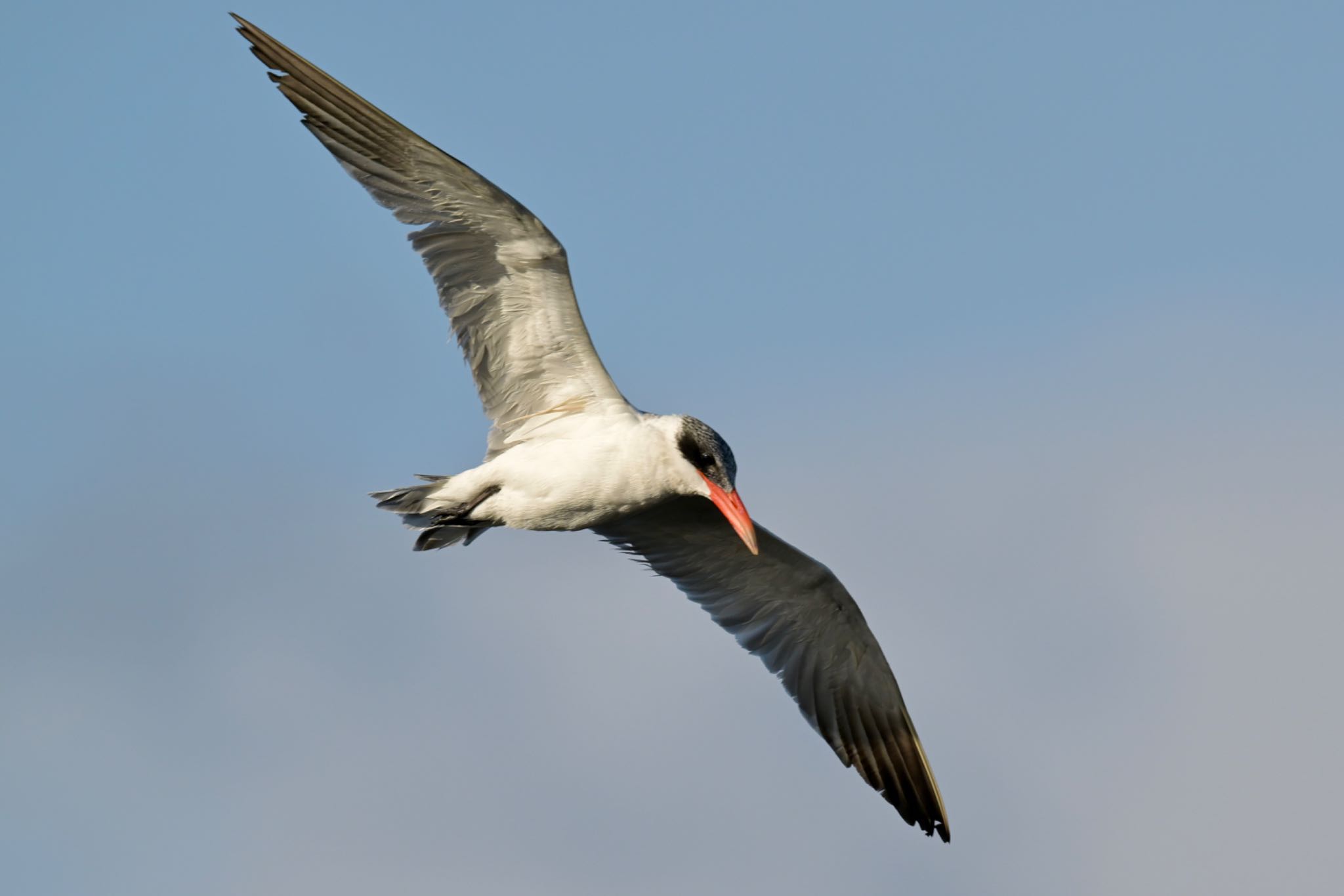 Photo of Caspian Tern at  by 美妃8