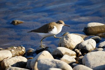 2024年2月1日(木) 多摩川の野鳥観察記録