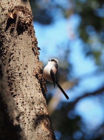 Long-tailed Tit Mt. Takao Tue, 1/23/2024