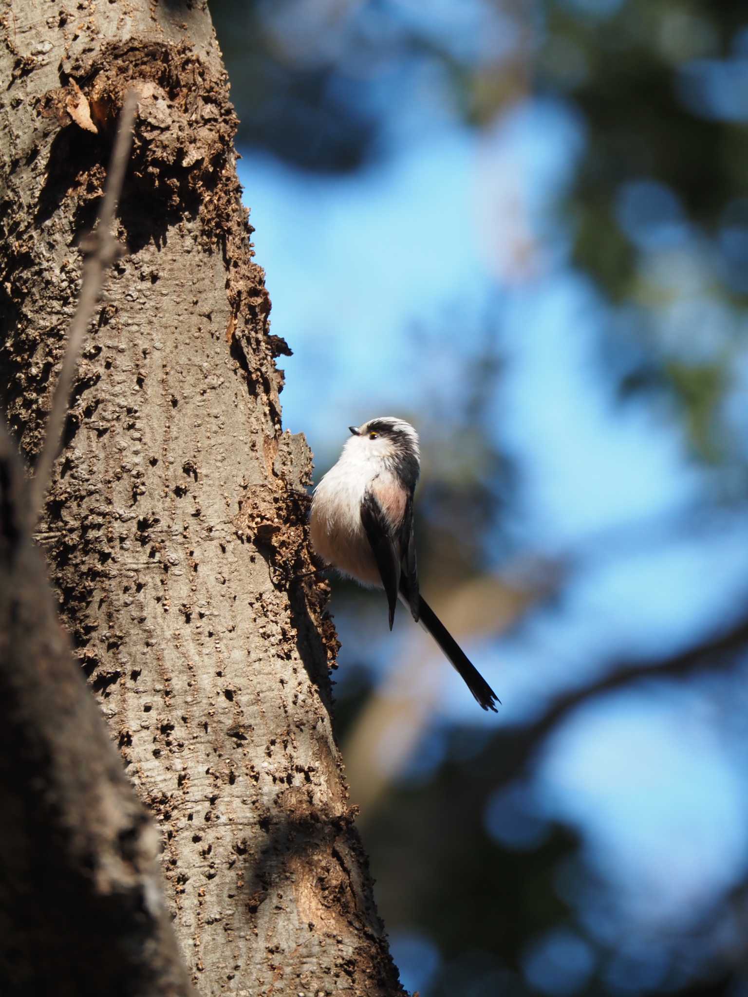 Photo of Long-tailed Tit at Mt. Takao by chiba