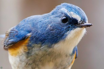 2024年1月28日(日) 大町自然観察園の野鳥観察記録