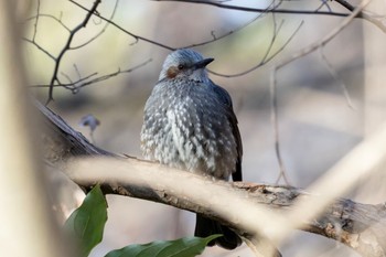 ヒヨドリ 秋ヶ瀬公園(野鳥の森) 2024年1月31日(水)