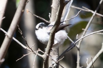 エナガ 秋ヶ瀬公園(野鳥の森) 2024年2月1日(木)