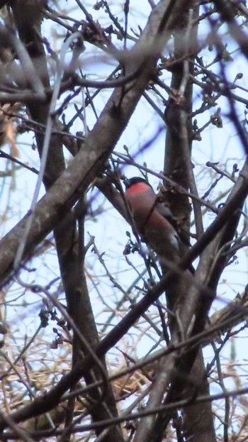 Eurasian Bullfinch(rosacea) Hayatogawa Forest Road Thu, 2/1/2024