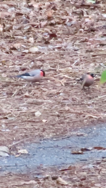 Eurasian Bullfinch Hayatogawa Forest Road Thu, 2/1/2024