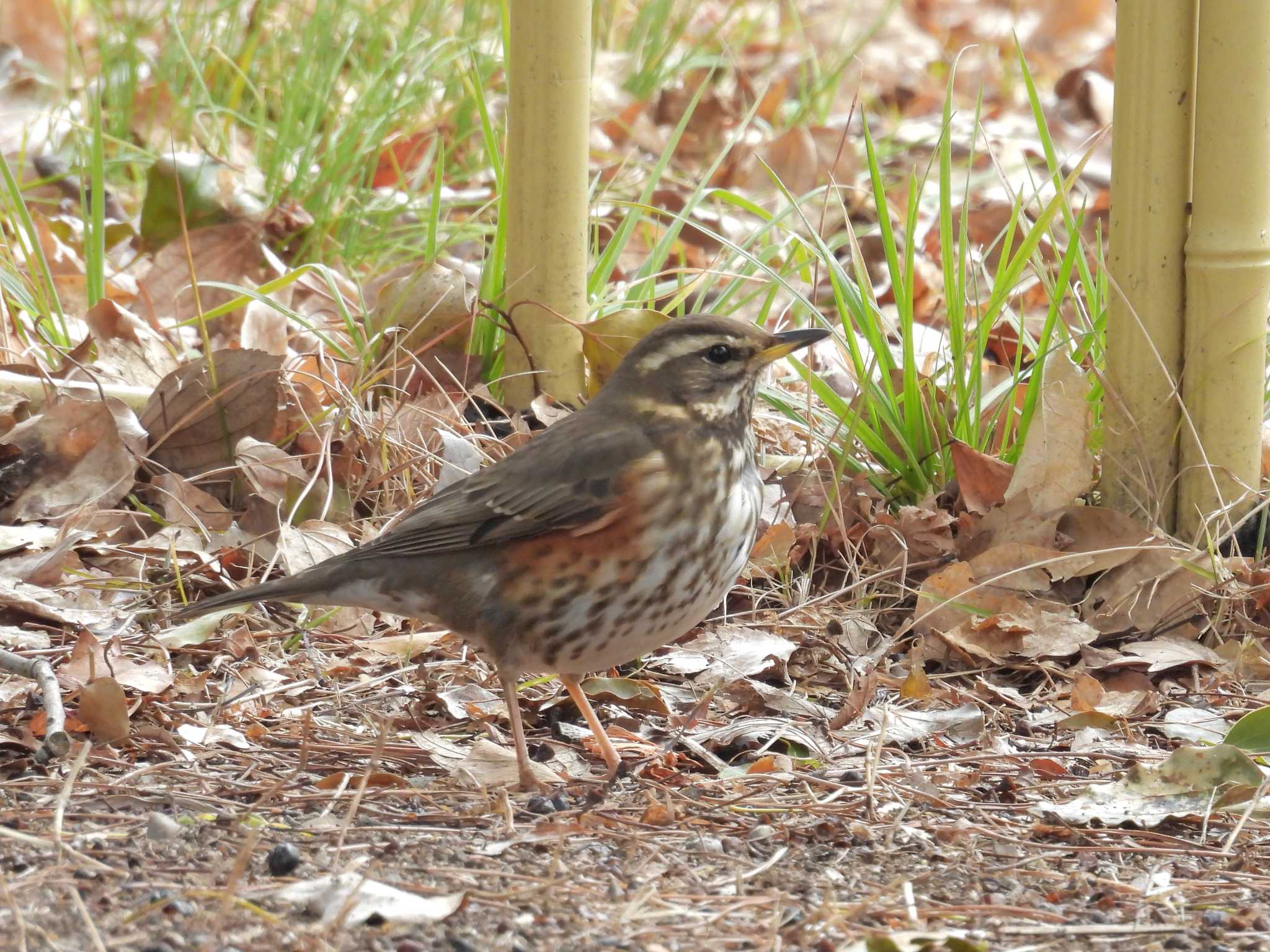 迷鳥が名古屋の都市公園にやってきました by OHモリ