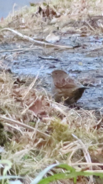 Japanese Accentor Hayatogawa Forest Road Thu, 2/1/2024