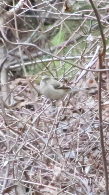 Siberian Long-tailed Rosefinch Hayatogawa Forest Road Thu, 2/1/2024