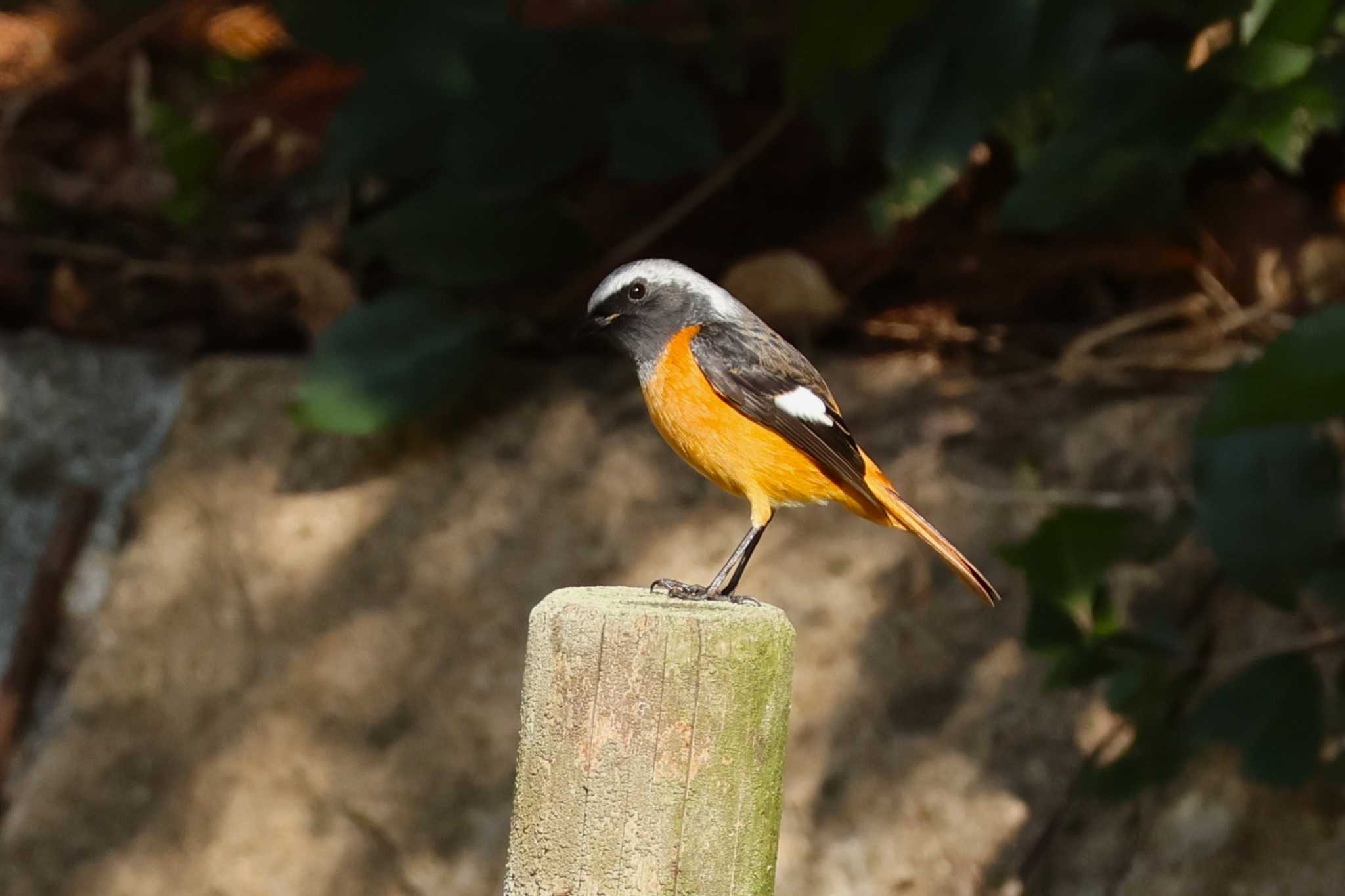 ロクハ公園(滋賀県草津市) ジョウビタキの写真 by bmont520