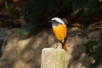 ジョウビタキ ロクハ公園(滋賀県草津市) 2024年1月28日(日)