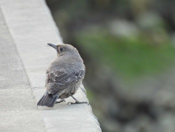 Thu, 2/1/2024 Birding report at 多摩川河口