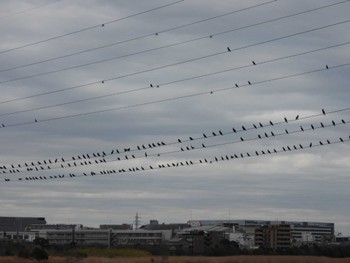 カワウ 多摩川河口 2024年2月1日(木)