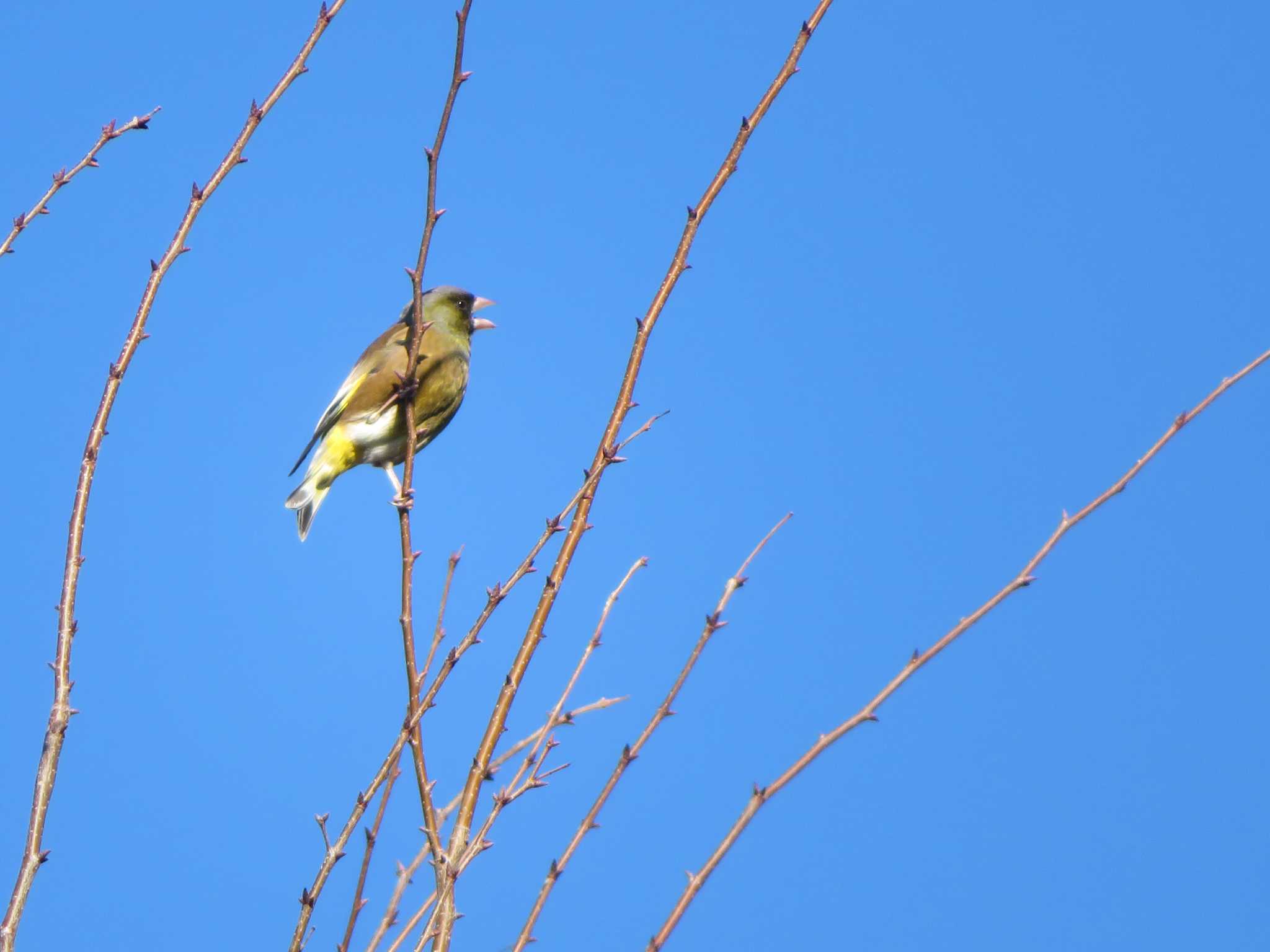 Photo of Grey-capped Greenfinch at  by KAT