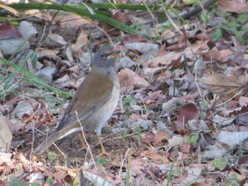 Pale Thrush Unknown Spots Thu, 2/1/2024