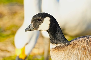 Cackling Goose 千葉県 Sat, 1/27/2024