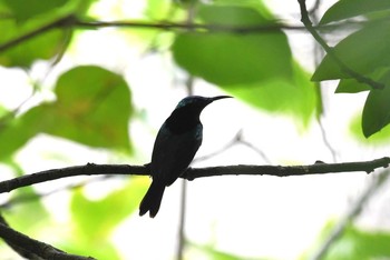 Copper-throated Sunbird