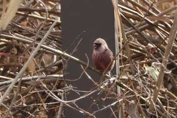 Sat, 1/13/2024 Birding report at ふれあい松戸川