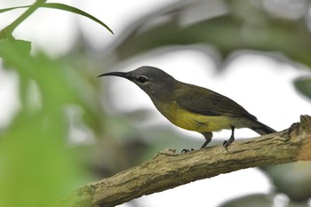 Copper-throated Sunbird Sungei Buloh Wetland Reserve Sat, 11/10/2018