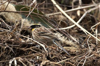 2024年2月1日(木) 多摩森林科学園の野鳥観察記録