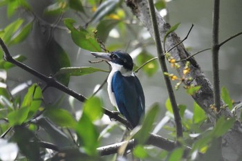 ナンヨウショウビン Sungei Buloh Wetland Reserve 2018年11月10日(土)