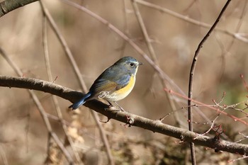 ルリビタキ 北本自然観察公園 2024年1月28日(日)