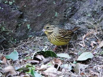 Masked Bunting Omiya Park Tue, 1/30/2024