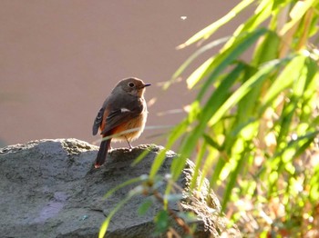 Daurian Redstart Omiya Park Tue, 1/30/2024