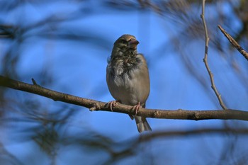 Hawfinch 大室公園 Thu, 2/1/2024