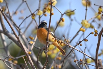 Daurian Redstart 大室公園 Thu, 2/1/2024