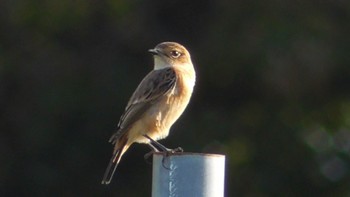 2023年10月7日(土) 日大グラウンド(四街道)の野鳥観察記録