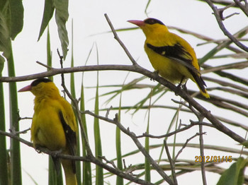 Black-naped Oriole Langkawi Island(General Area) Sun, 1/15/2012