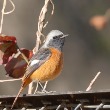 ジョウビタキ 秋ヶ瀬公園(野鳥の森) 2024年1月27日(土)