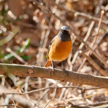 Sat, 1/27/2024 Birding report at 秋ヶ瀬公園(野鳥の森)