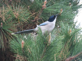 Azure-winged Magpie 日の出三番瀬沿い緑道 Sun, 12/31/2023