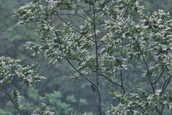 オオゴシキドリ Phia Oac National Park 2023年5月3日(水)