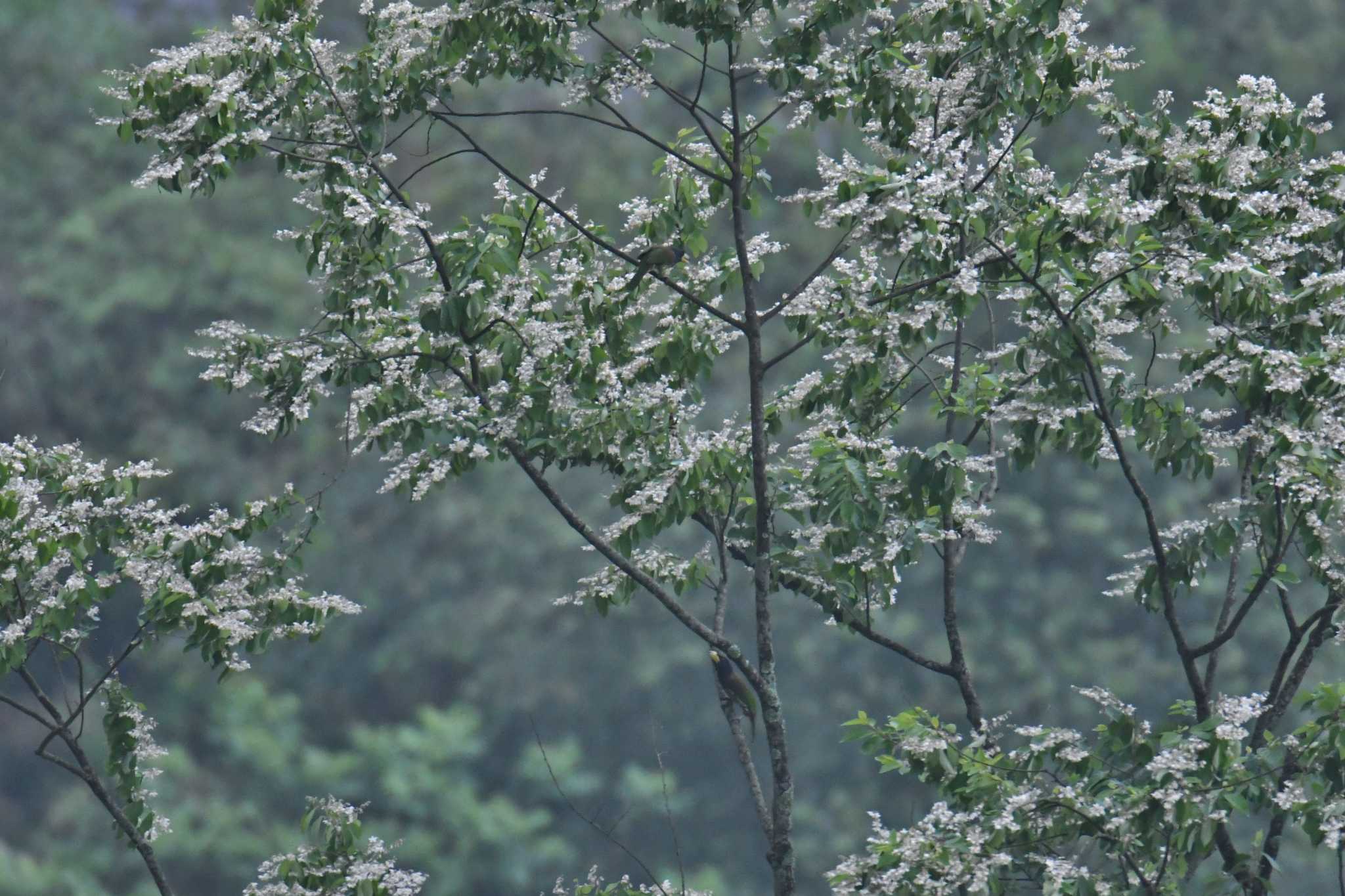 Phia Oac National Park オオゴシキドリの写真 by あひる