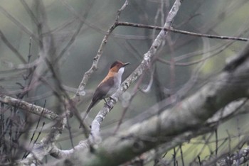 クリイロヒヨドリ Phia Oac National Park 2023年5月3日(水)