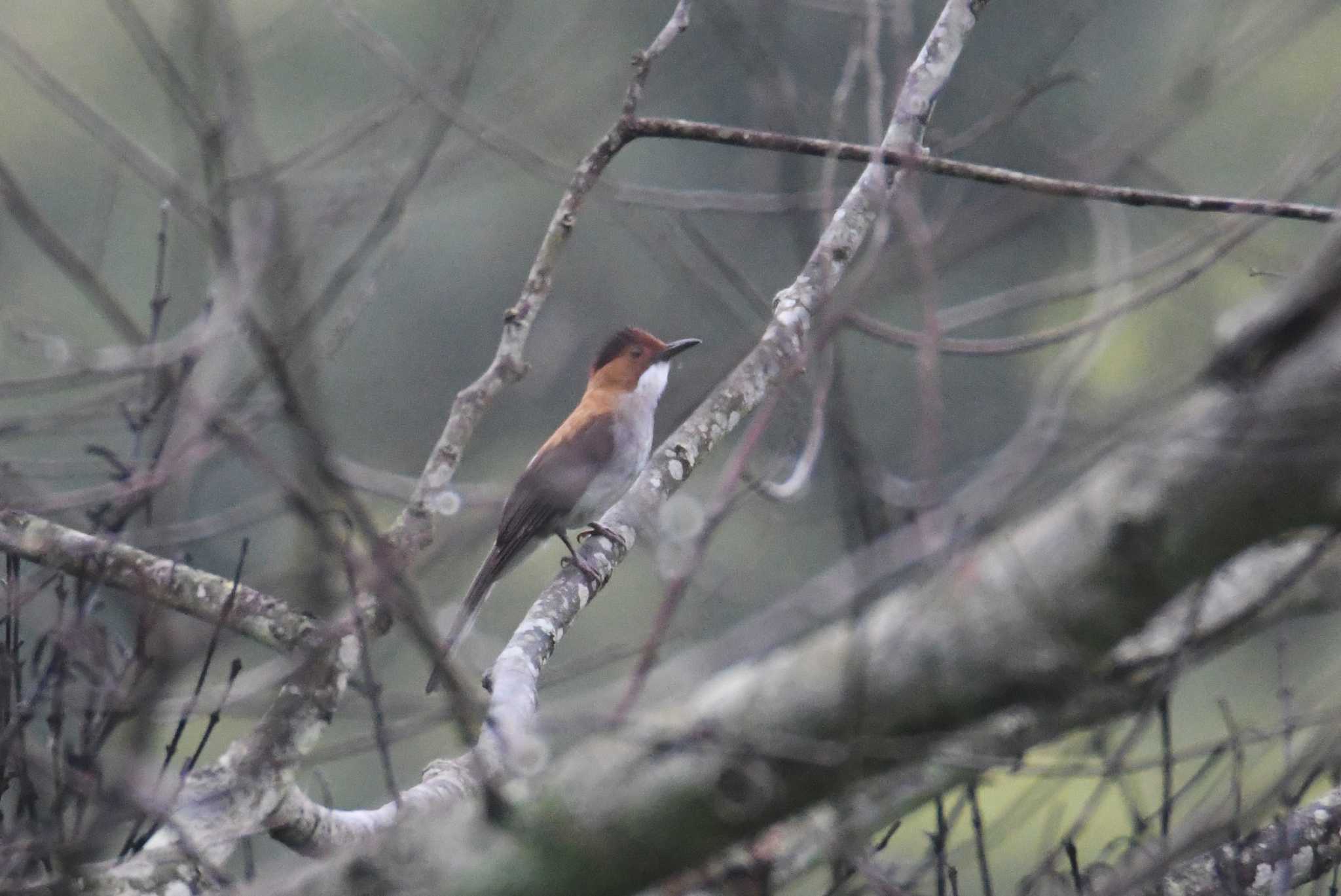 Chestnut Bulbul