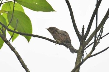 Eurasian Wryneck Phia Oac National Park Wed, 5/3/2023