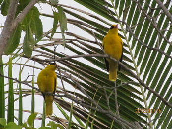 Black-naped Oriole Langkawi Island(General Area) Sun, 1/15/2012