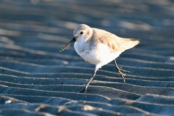 Sanderling Unknown Spots Mon, 1/29/2024