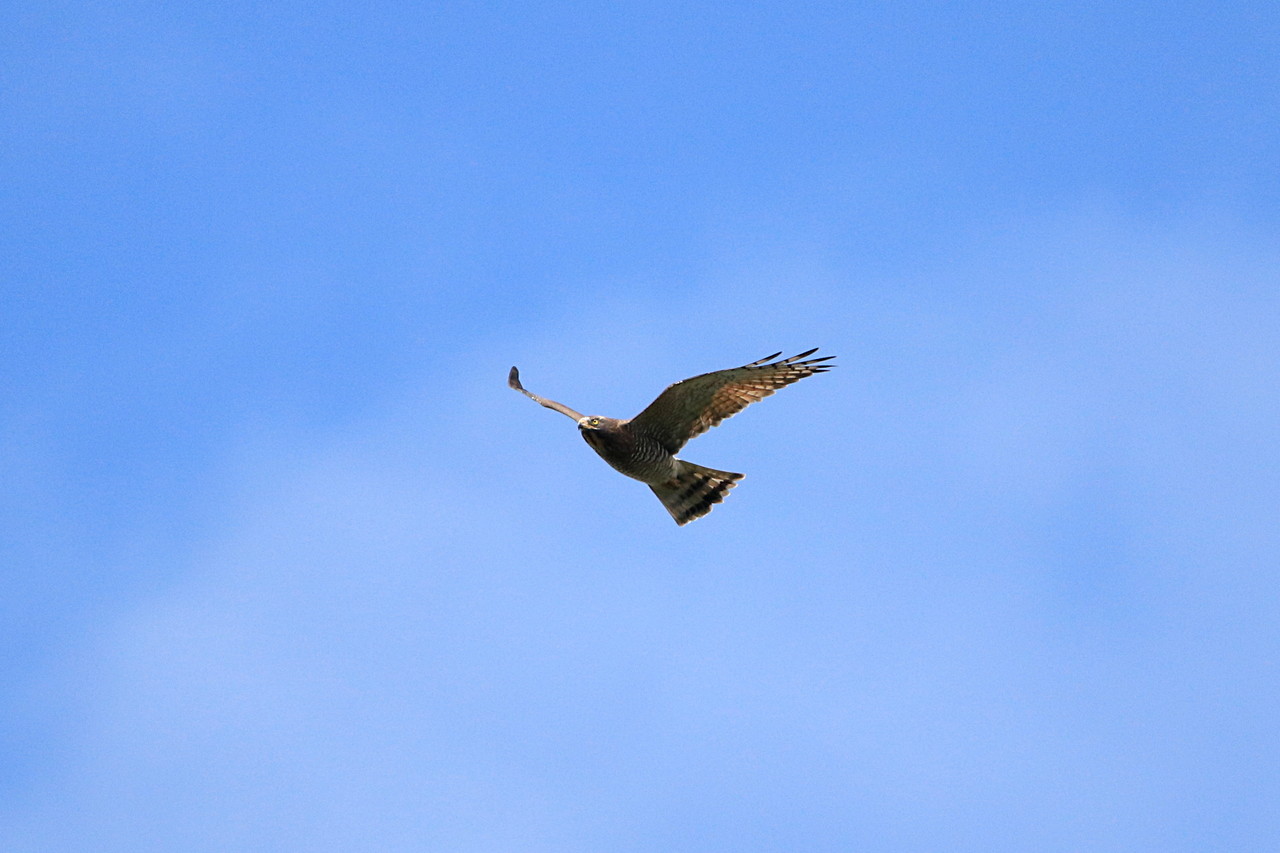 Grey-faced Buzzard