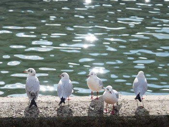 Black-headed Gull 浜名湖佐久米駅(静岡県) Tue, 12/12/2023