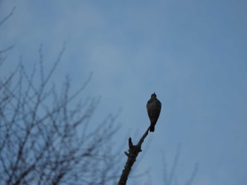 Dusky Thrush 伊勢神宮外宮 Wed, 12/27/2023