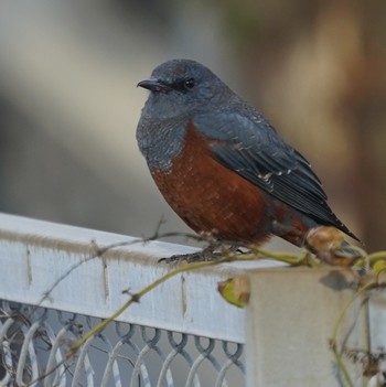 Blue Rock Thrush Minatomirai Fri, 11/16/2018