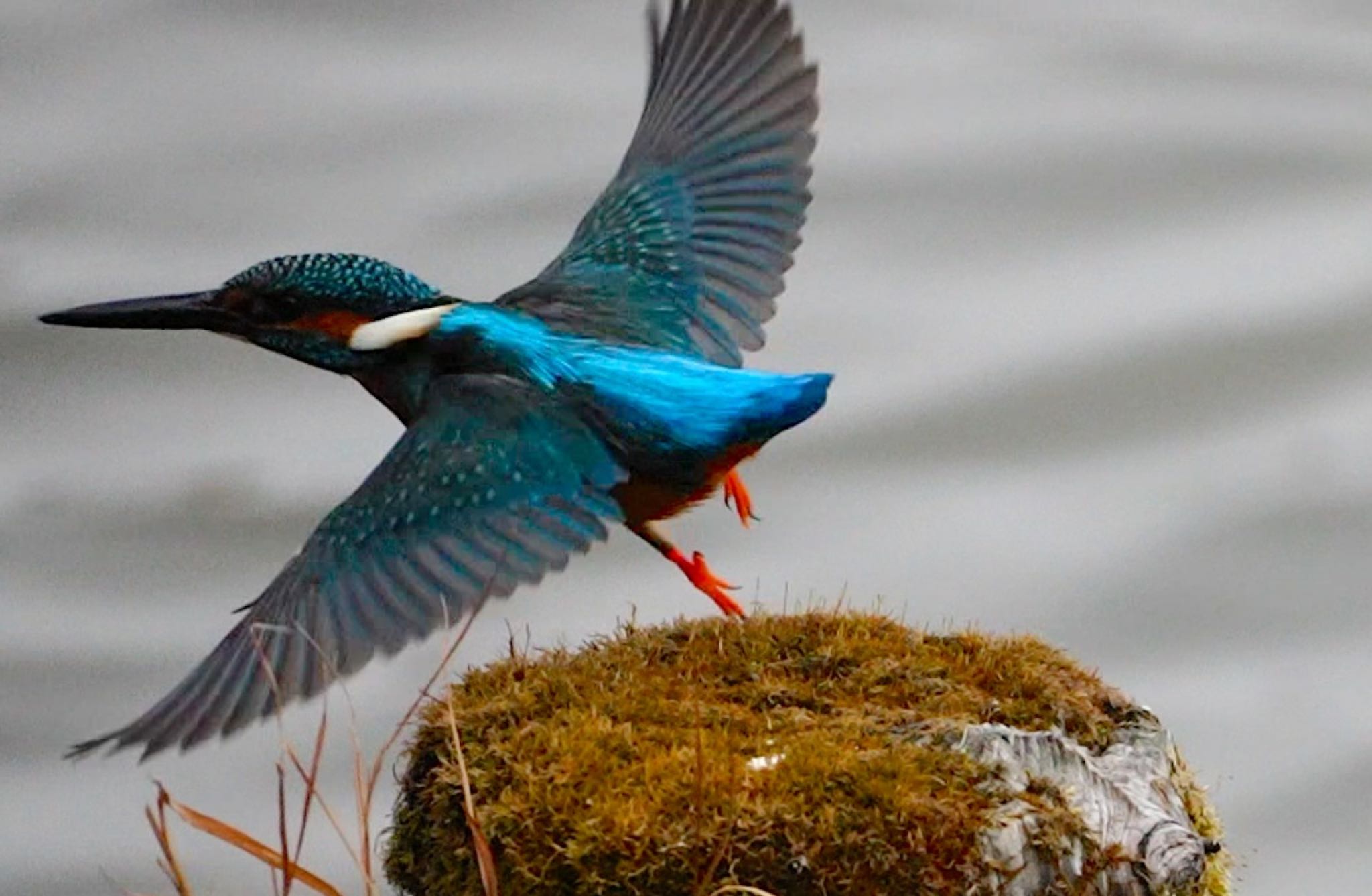 Common Kingfisher