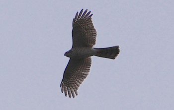 2024年2月1日(木) 昆陽池公園の野鳥観察記録