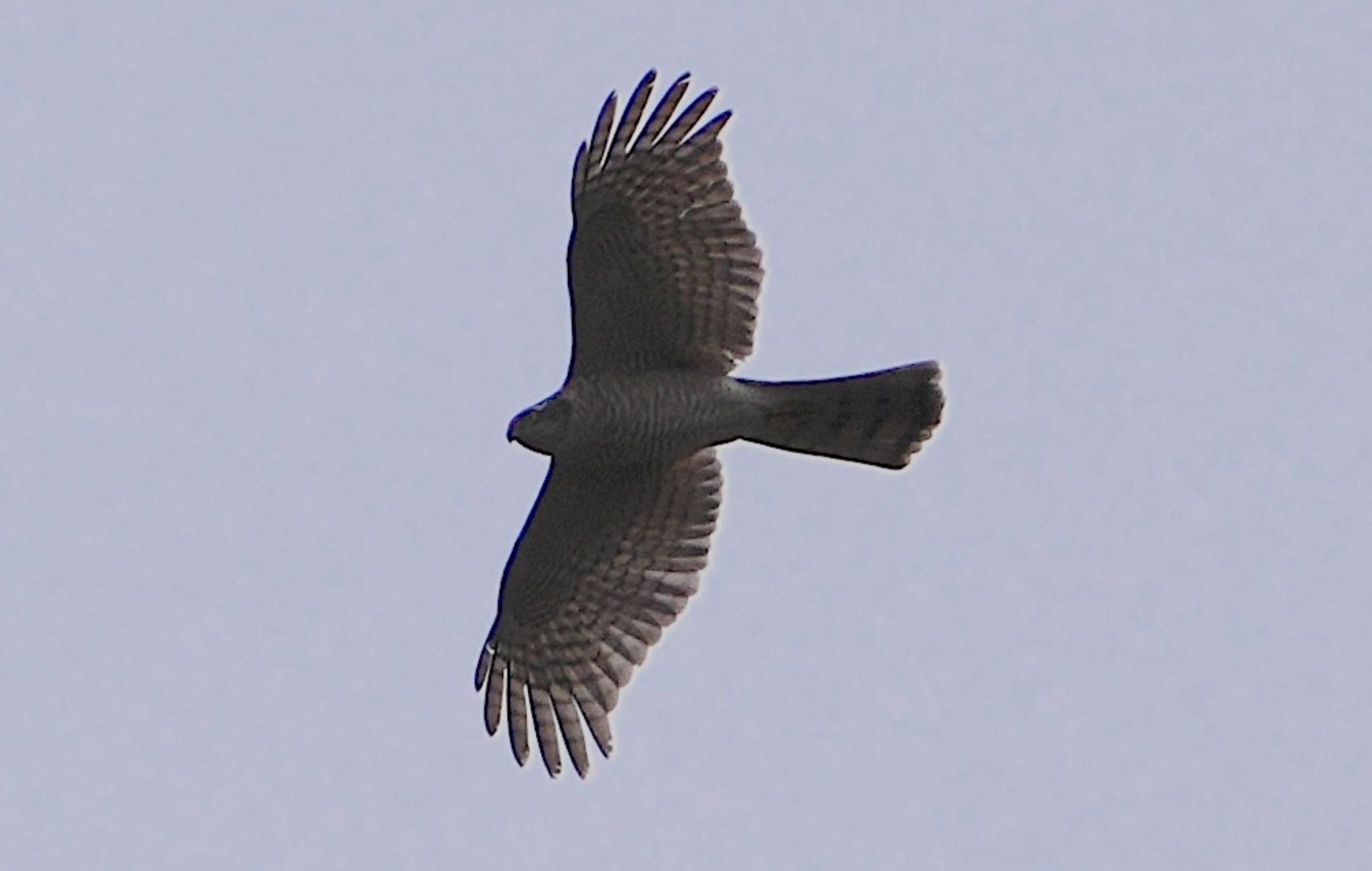 Photo of Eurasian Sparrowhawk at Koyaike Park by アルキュオン